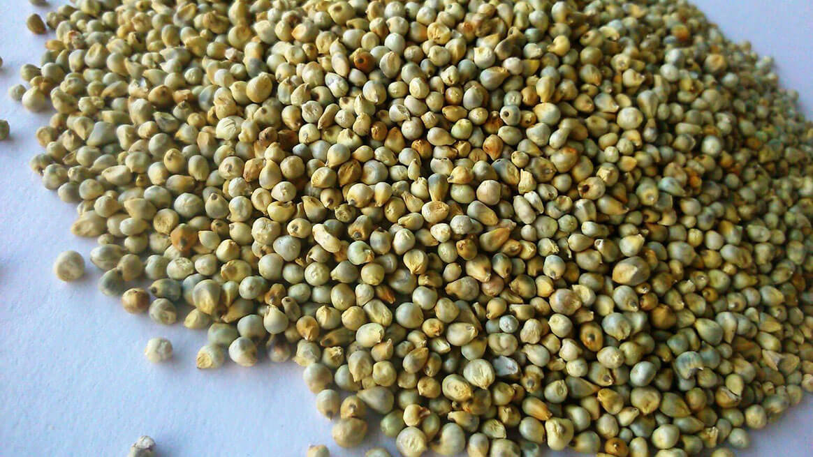 Millet (Bajra)