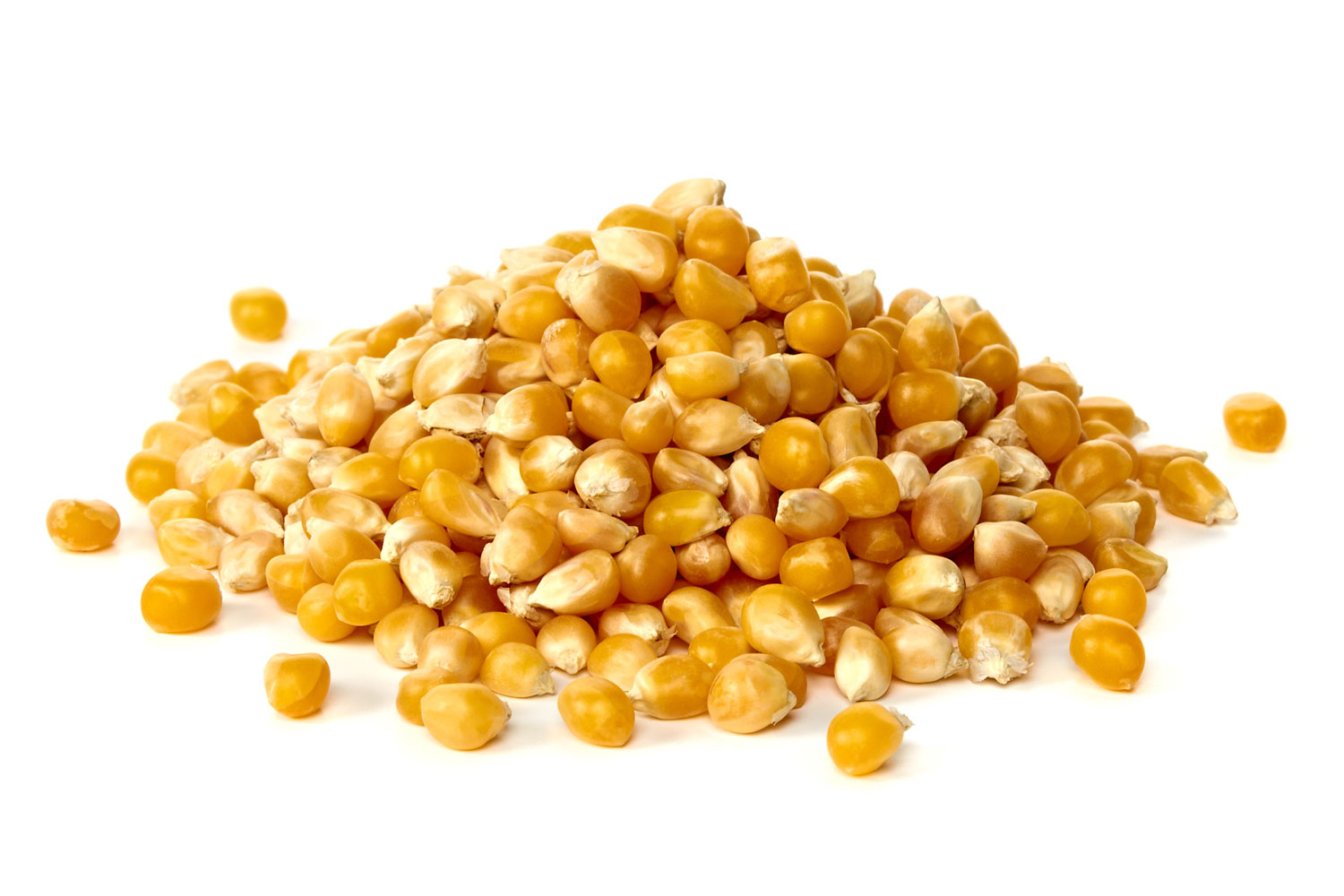 Maize (Corn)